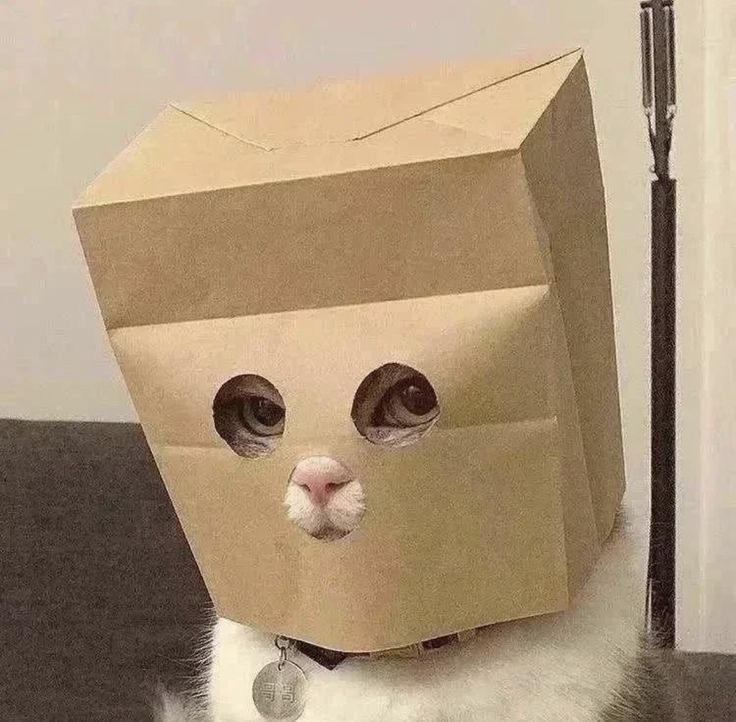 Anonymous Cat: a white cat sitting on a couch with a kraft paper bag over its head, showing only its eyes and pink nose